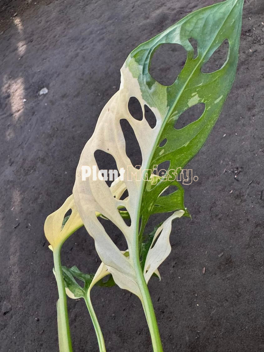 Monstera Adansonii Albo Variegated