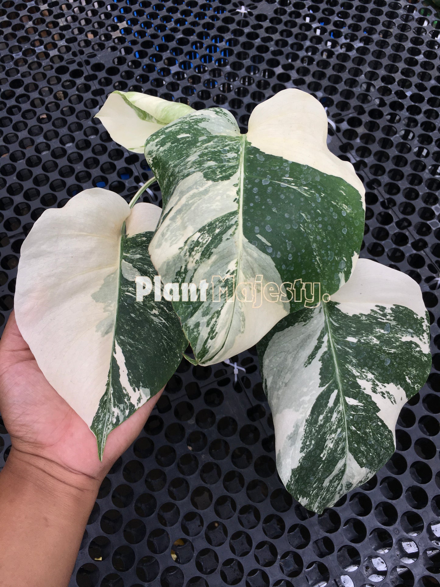 Monstera Deliciosa Albo Variegated Medium