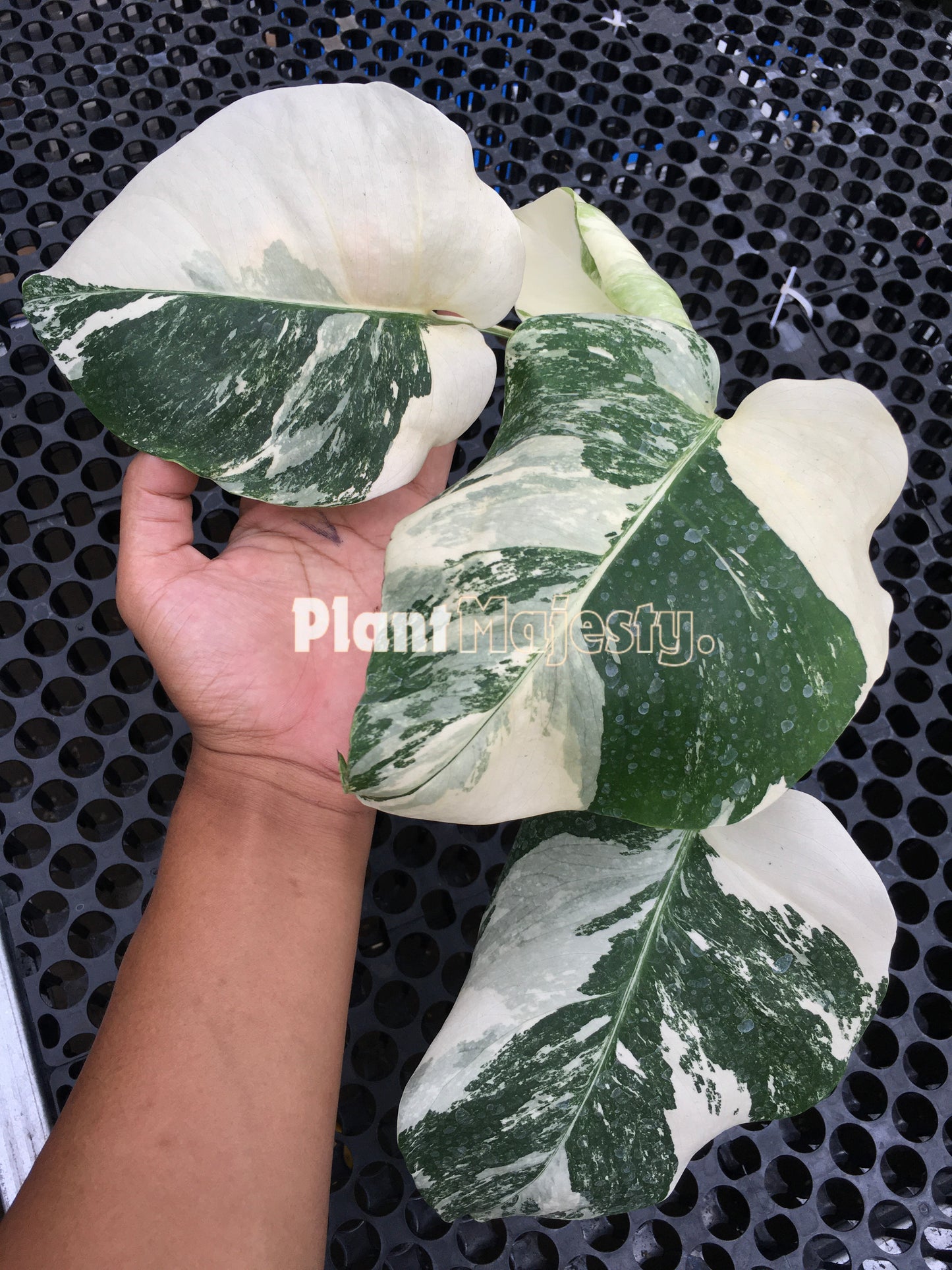 Monstera Deliciosa Albo Variegated Medium