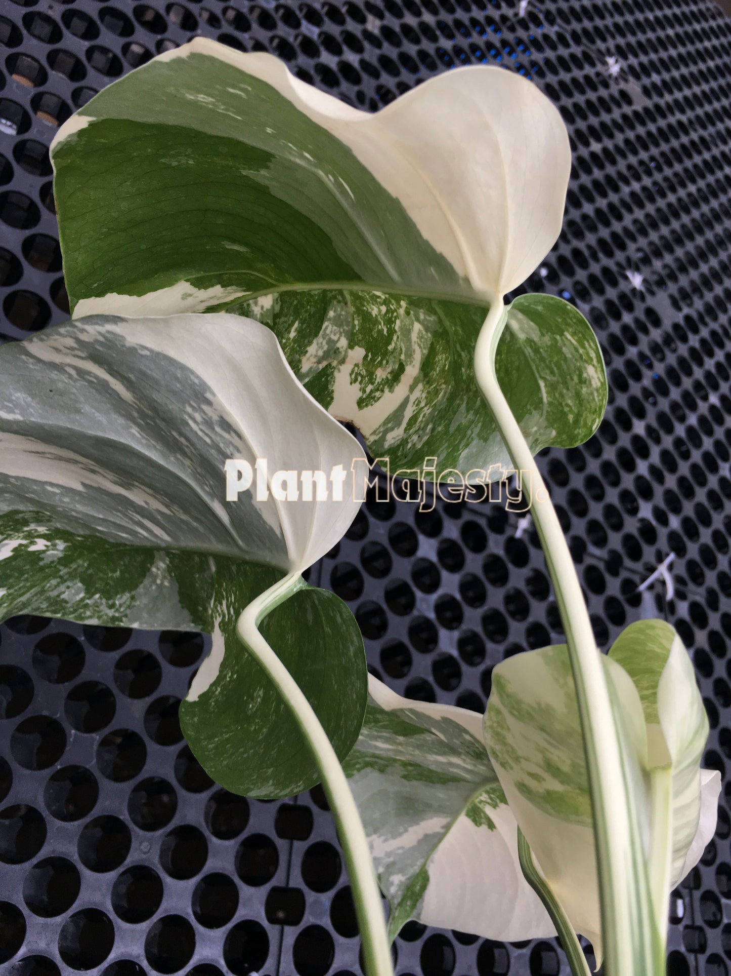 Monstera Deliciosa Albo Variegated Medium