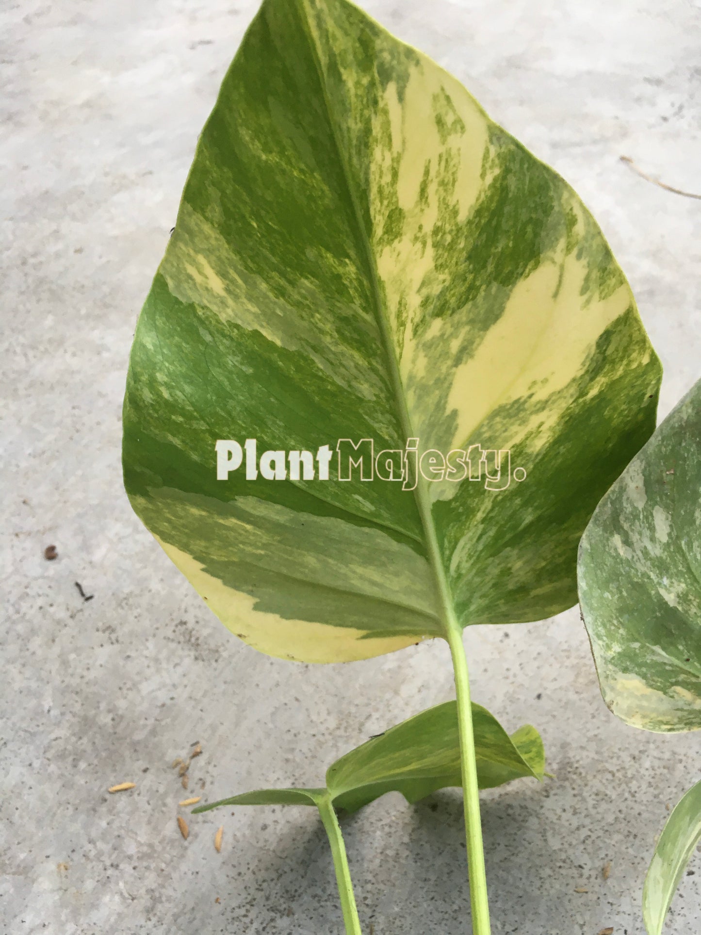 Monstera Deliciosa Aurea Variegada