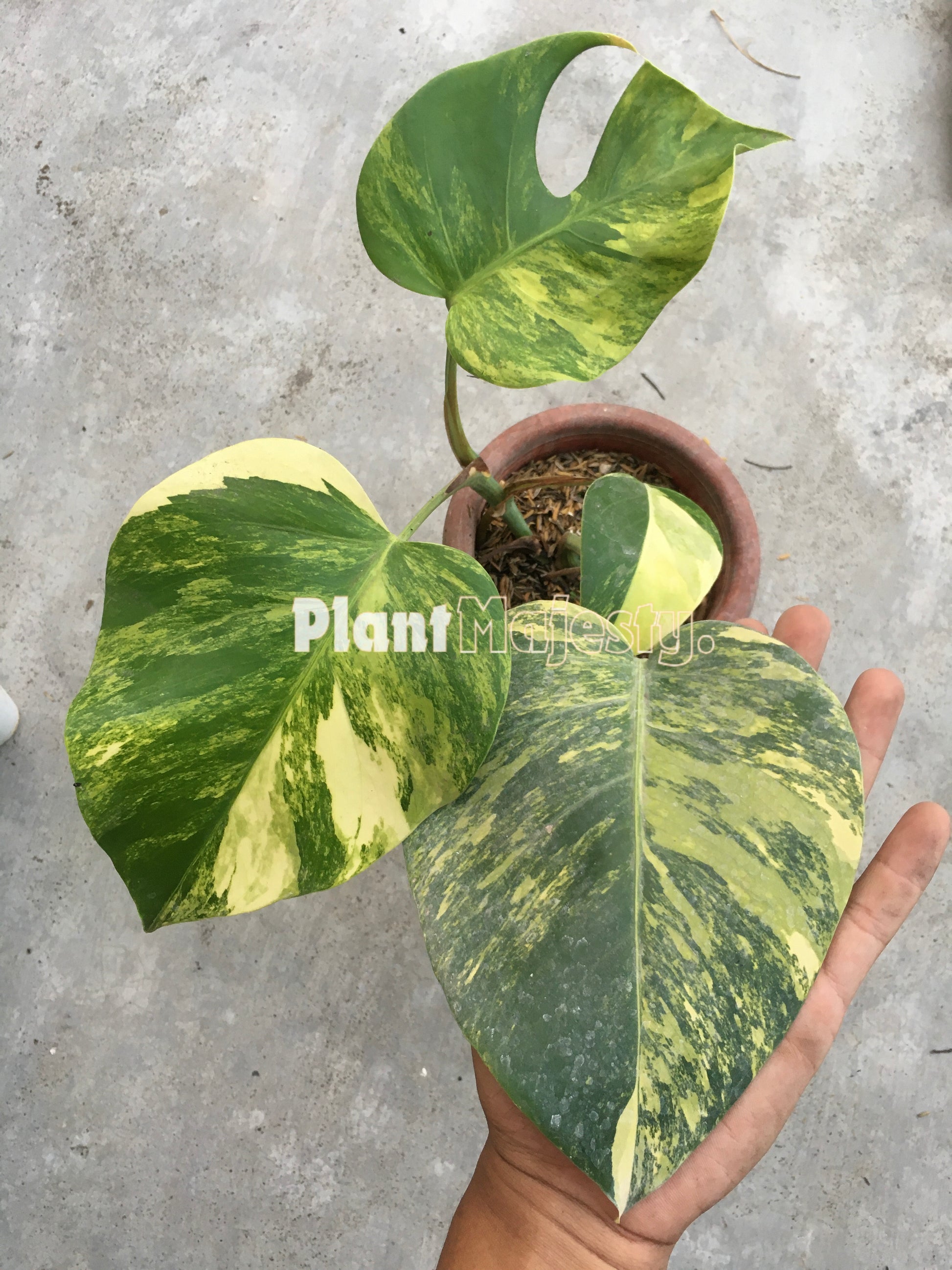 monstera marmorata, monstera aurea, monstera deliciosa variegated, import from indonesia