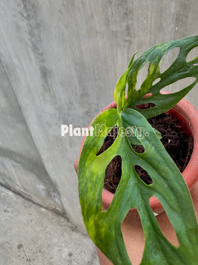 Monstera Blanchetii aurea abigarrada