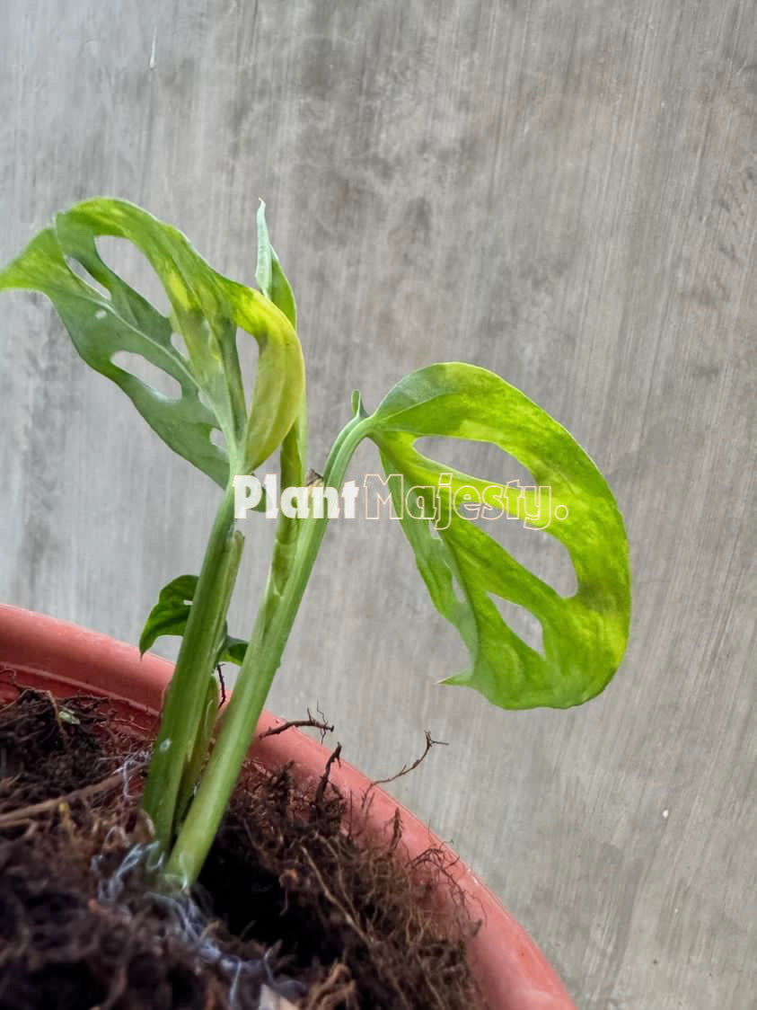 Monstera Blanchetii aurea abigarrada