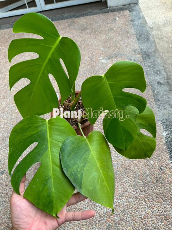 Monstera Green On Green Variegated Large