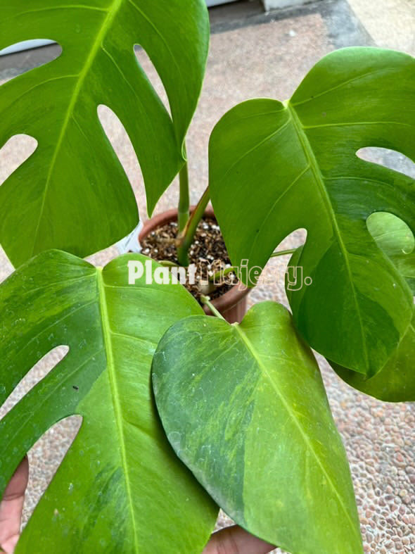 Monstera Green On Green Variegated Large