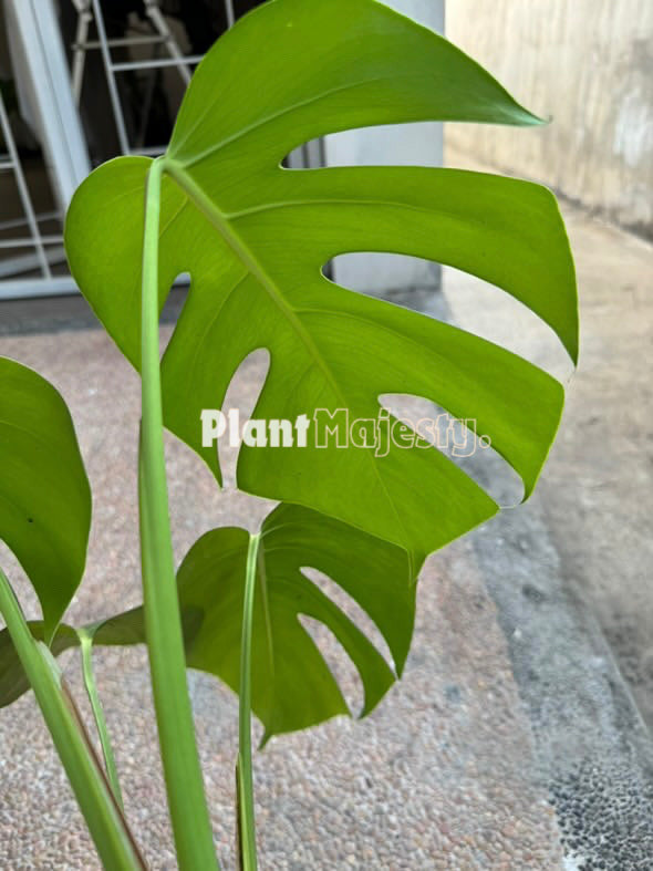 Monstera Green On Green Variegated Large