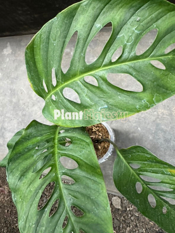 Monstera Laniata Grande