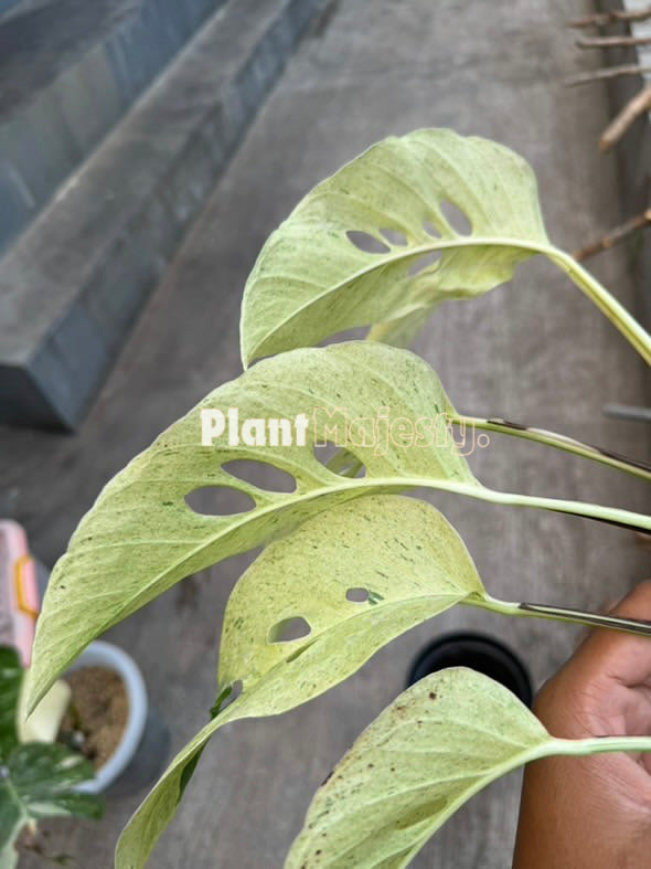 Monstera Laniata Abigarrada