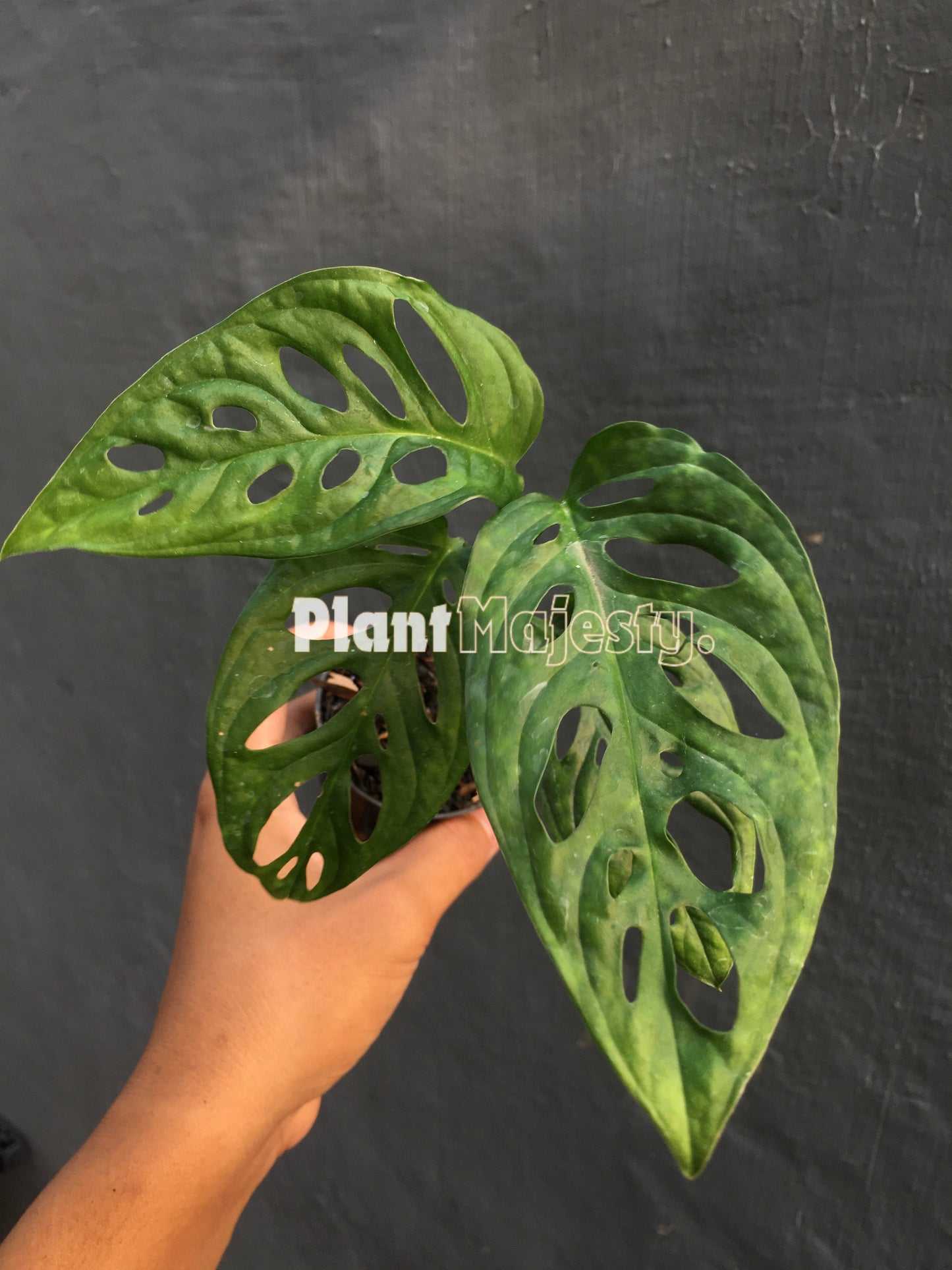 Monstera Lechleriana