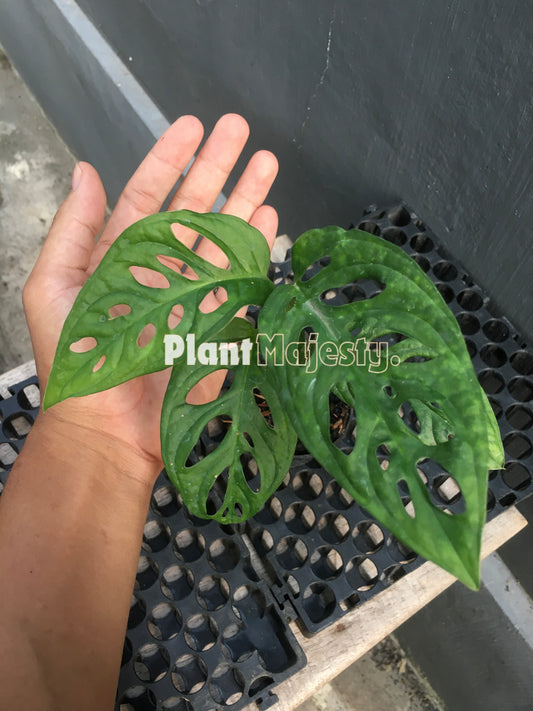 Monstera Lechleriana