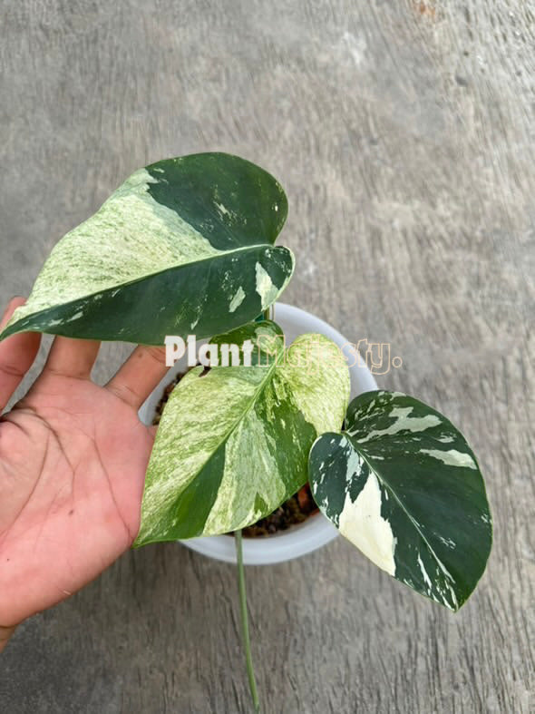 Monstera Menta Variegada