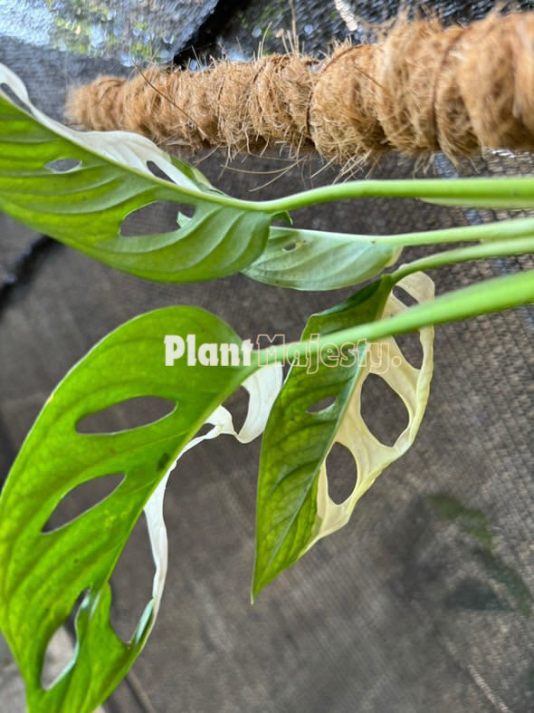 Monstera Monkey Mask Variegated