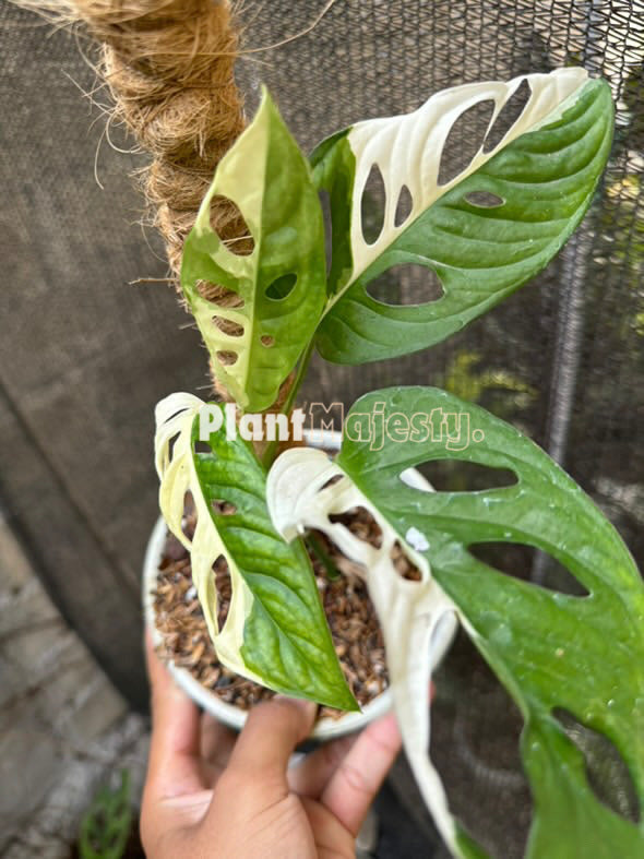 Monstera Monkey Mask Variegated