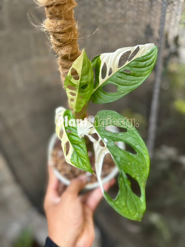 Monstera Monkey Mask Variegated