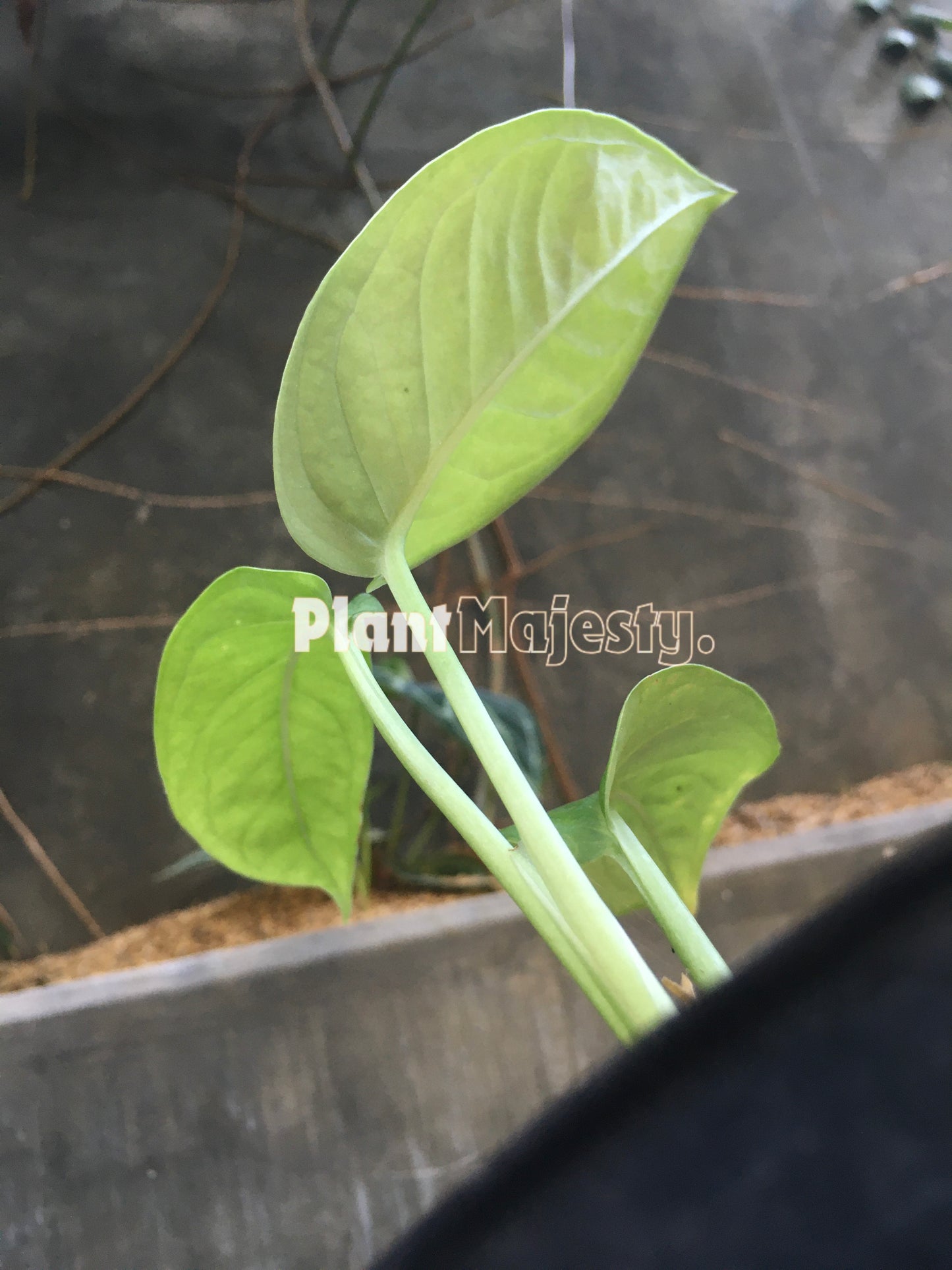 Monstera Obliqua Cf Pangui