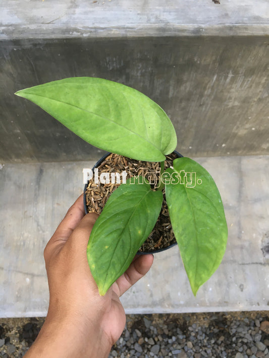 Monstera Obliqua Cf Pangui