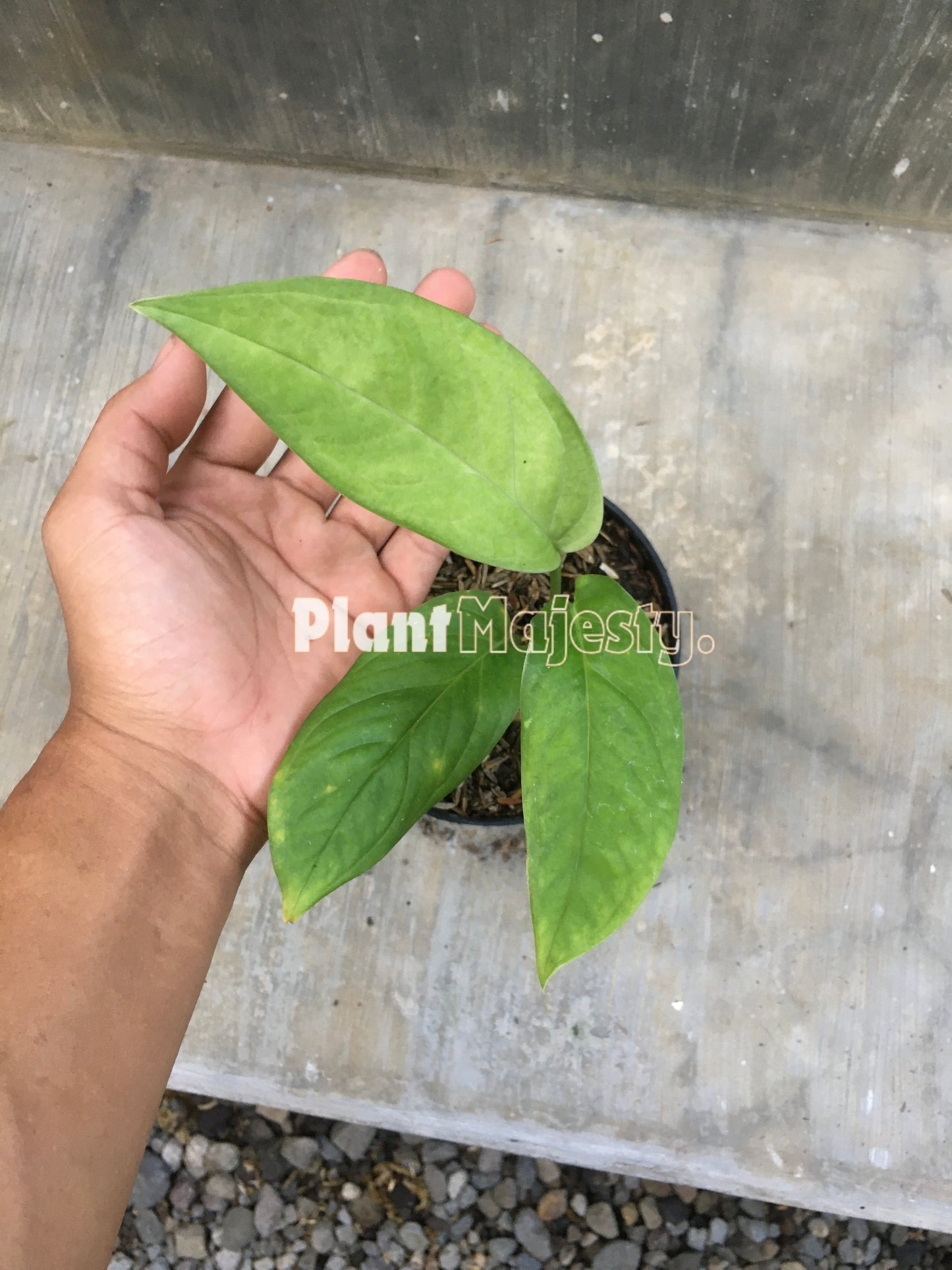 Monstera Obliqua Cf Pangui