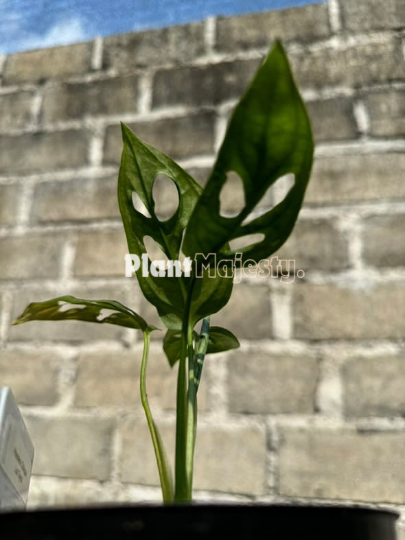 Monstera Obliqua Los Tayos