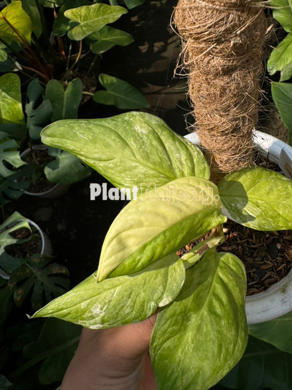 Monstera Obliqua Muyuna Variegated