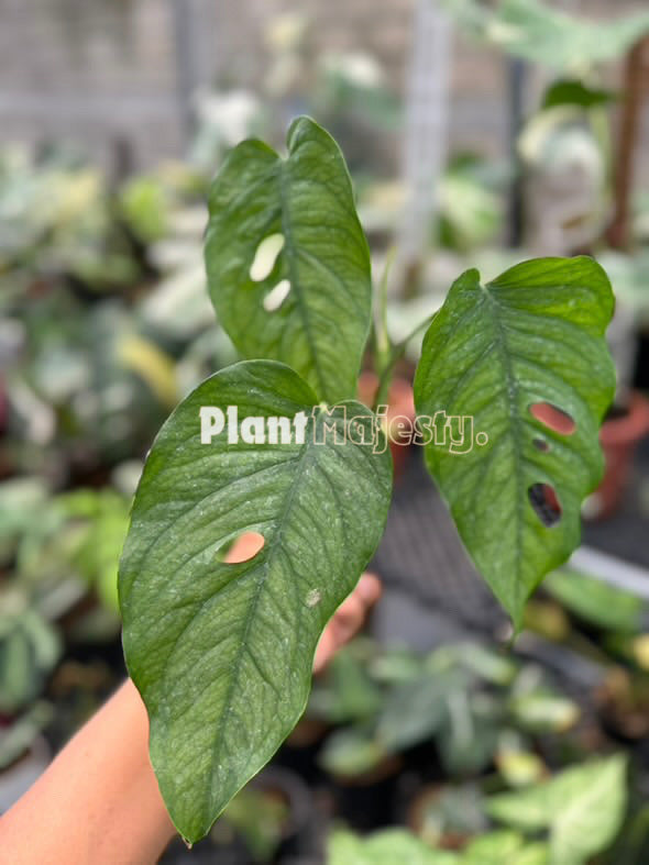 Monstera Siltepecana madura