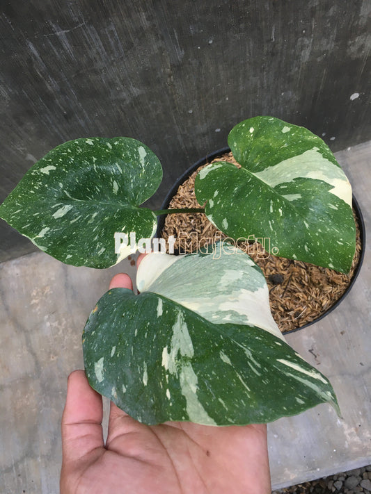 Monstera Thai Constellation abigarrada