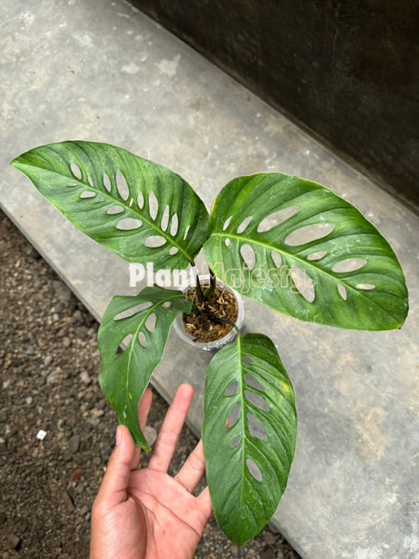 Monstera Laniata Grande