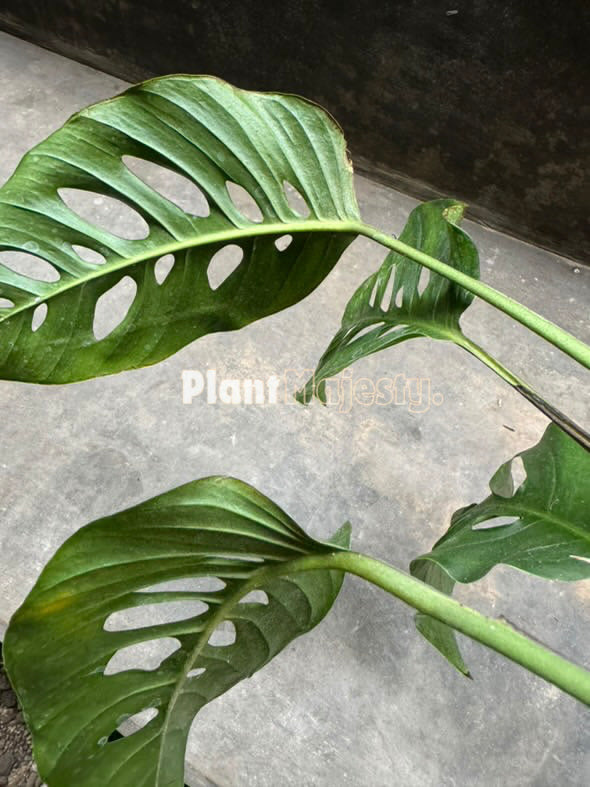 Monstera Laniata Grande