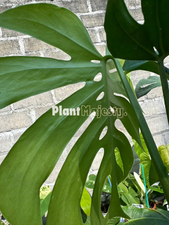 Monstera Deliciosa Var. Compacta Kunzo