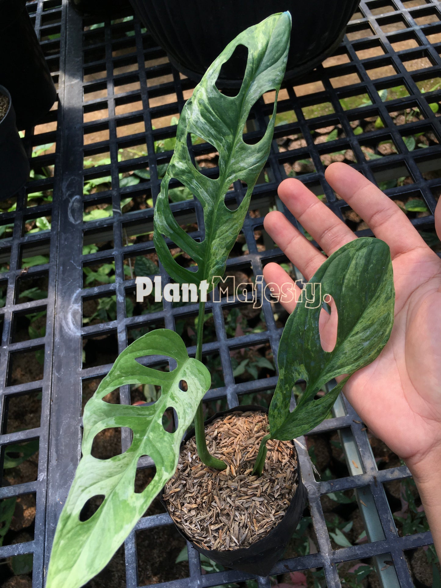 Monstera adansonii Variegated Mint