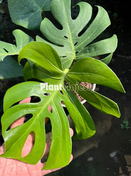 Monstera Deliciosa Var. Compacta Kunzo