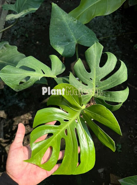 Monstera Deliciosa Var. Compacta Kunzo