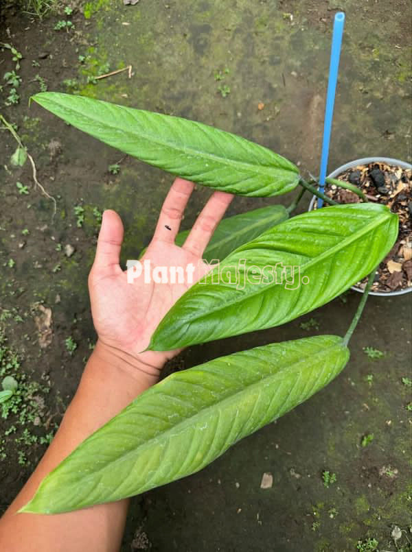 Philodendron Asplundii