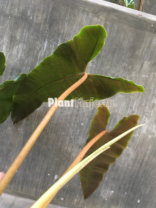 Philodendron Atabapoense X Philodendron Billitiae