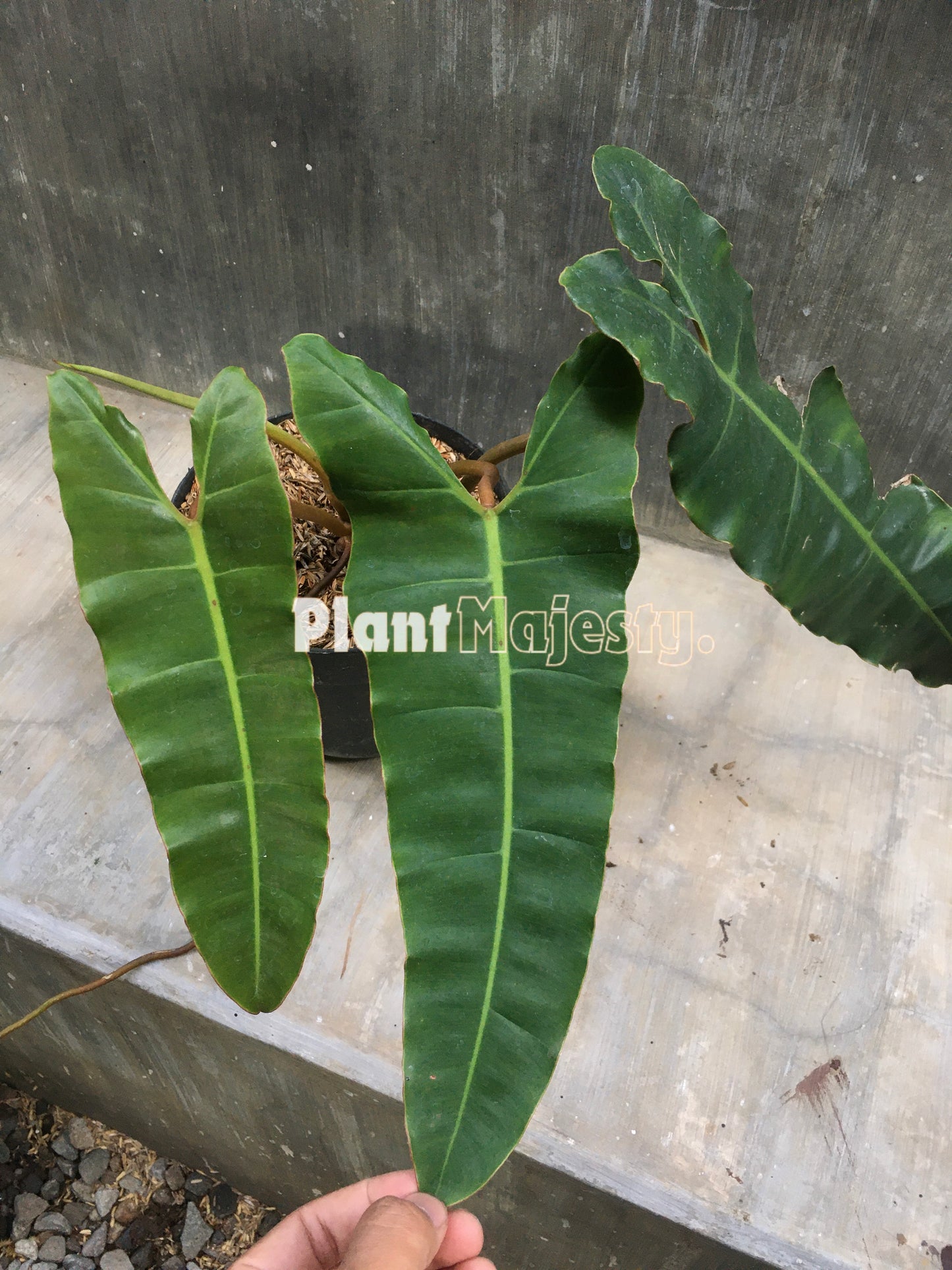 Philodendron Atabapoense X Philodendron Billitiae