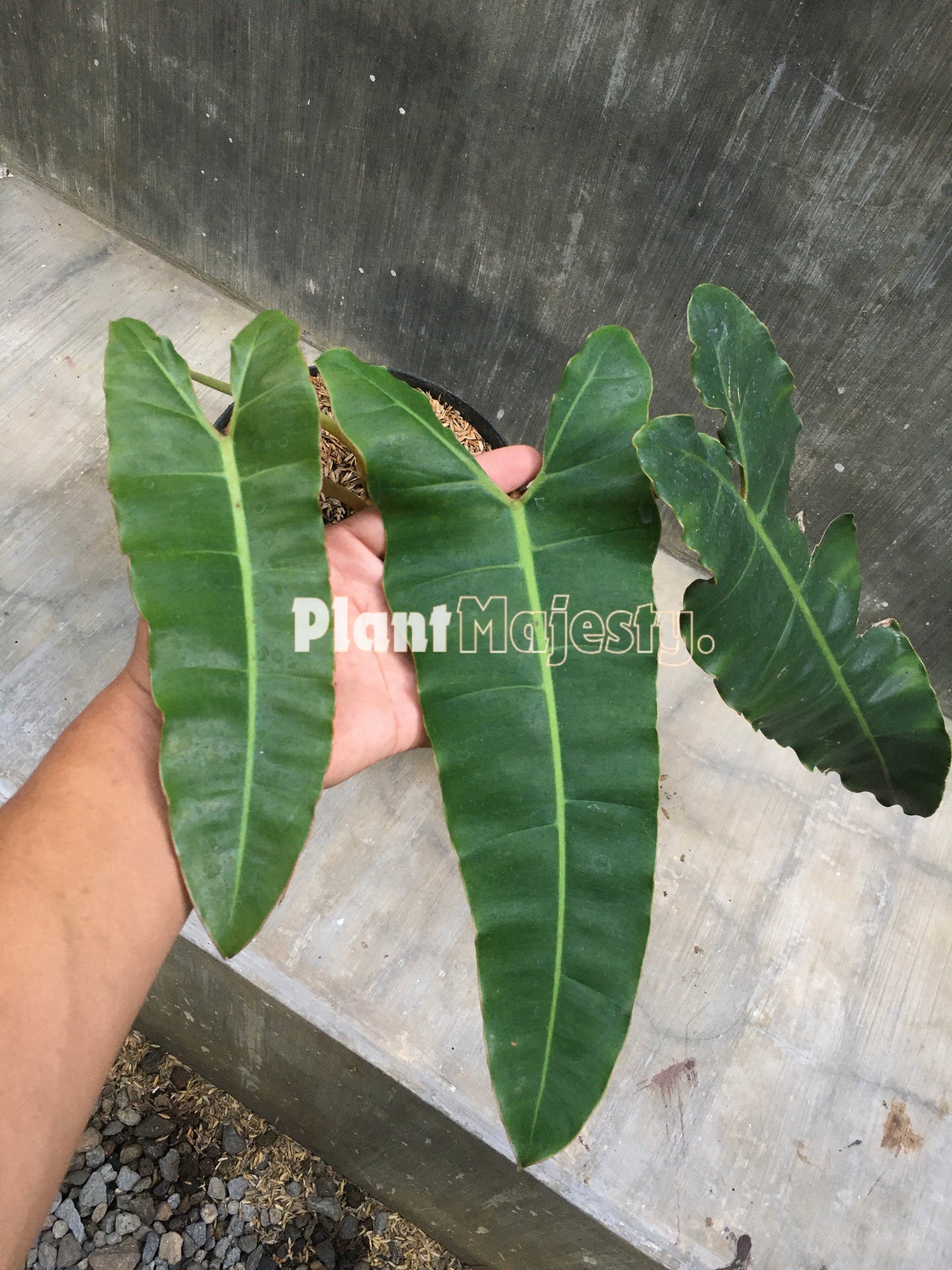 Philodendron Atabapoense X Philodendron Billitiae