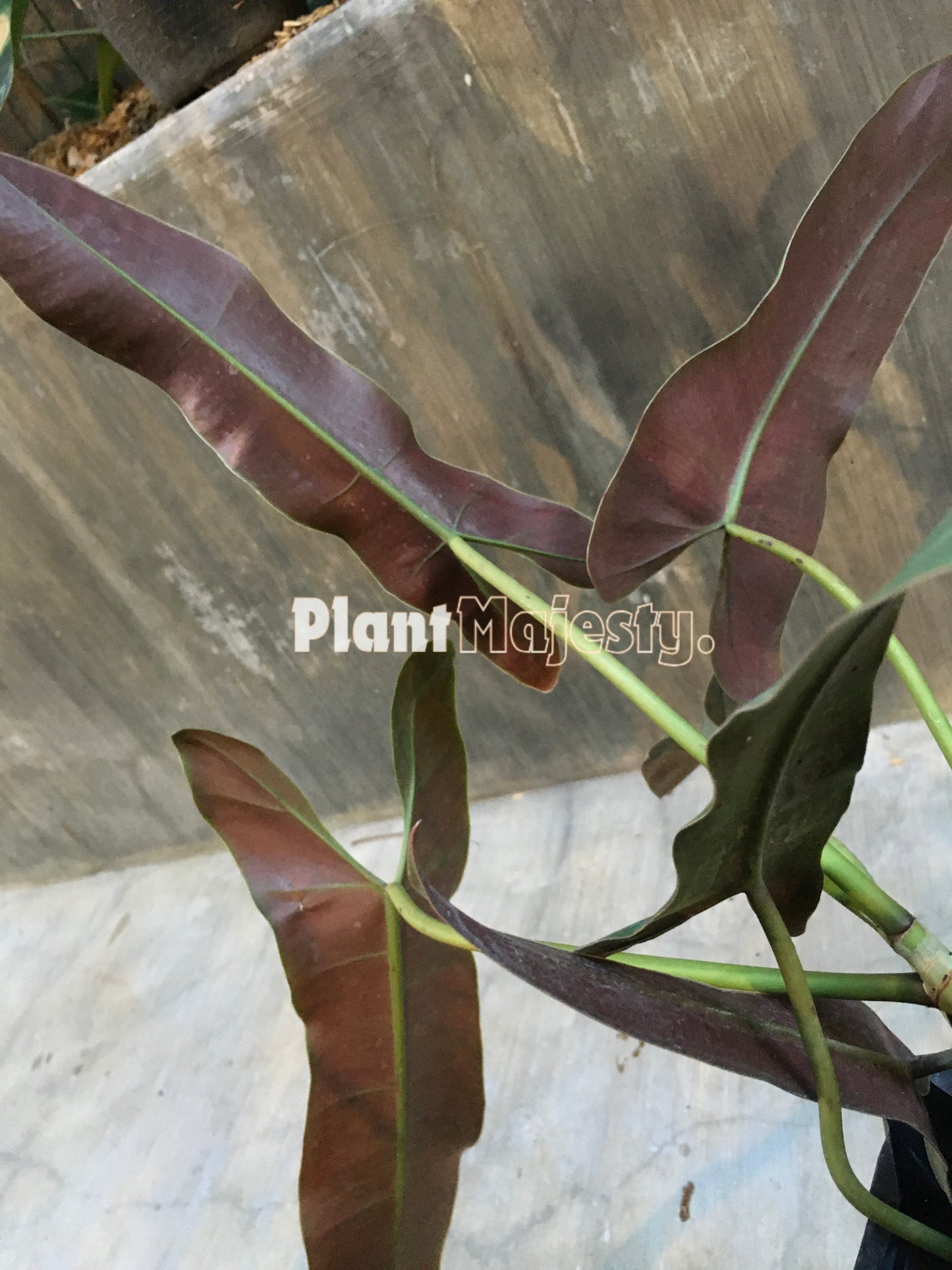 Philodendron Atabapoense