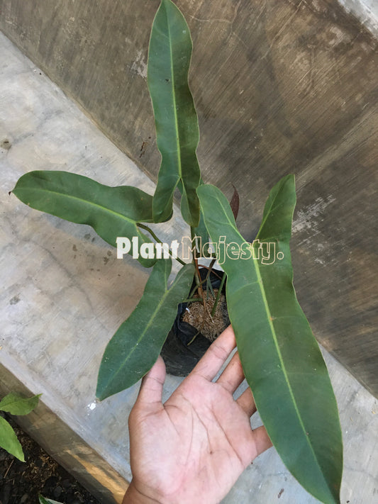 Philodendron Atabapoense