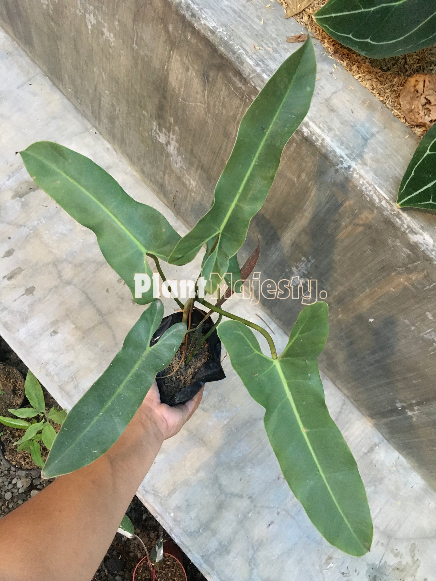 Philodendron Atabapoense