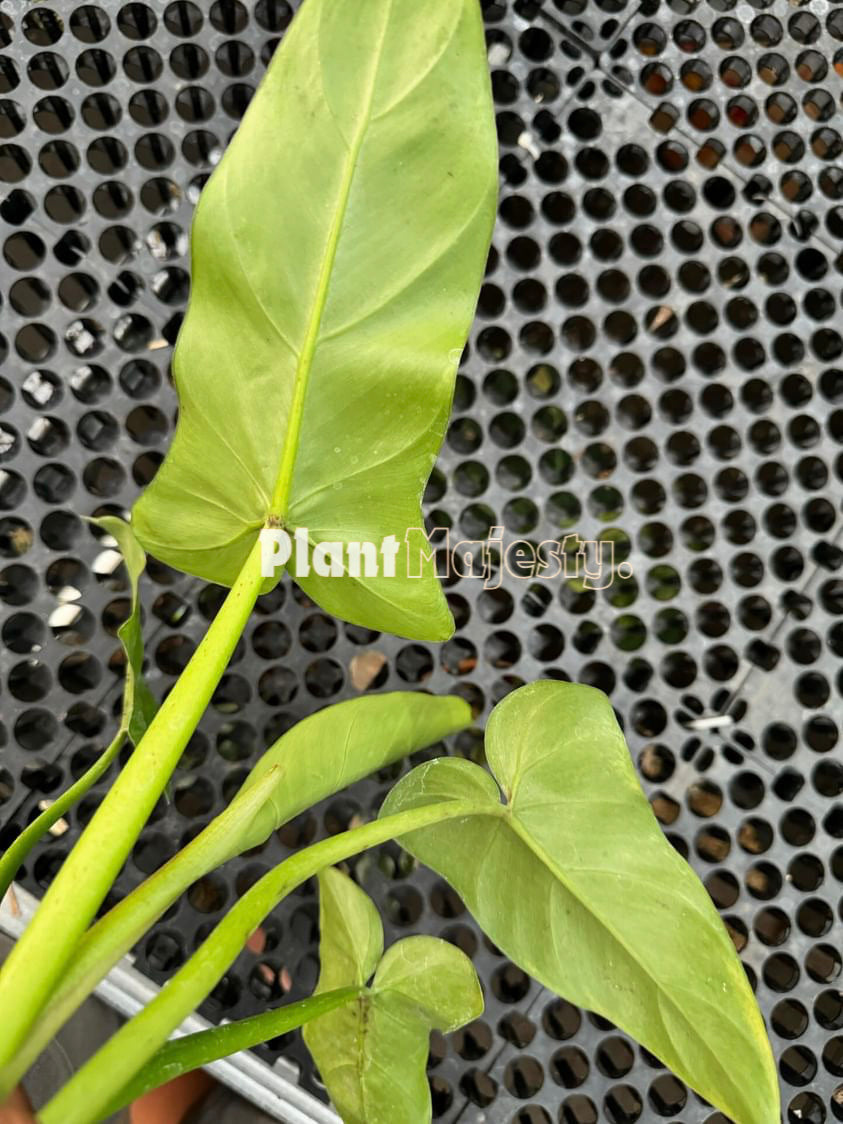 Philodendron Barrosoanum Narrow