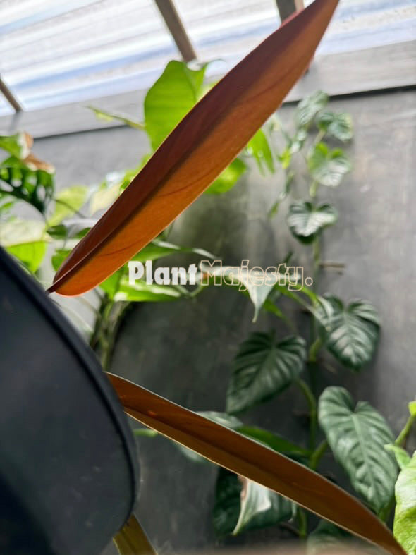 Philodendron Bicolor