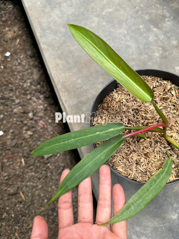 Philodendron Bicolor