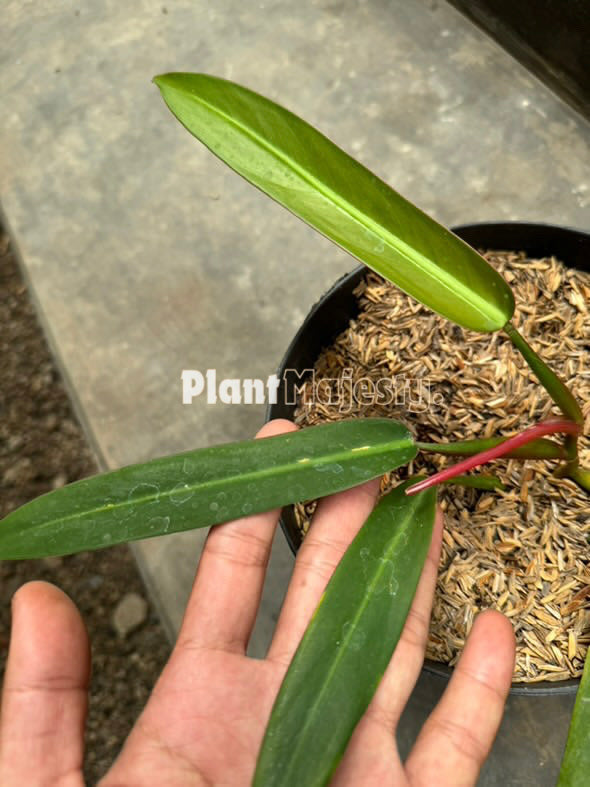 Philodendron Bicolor