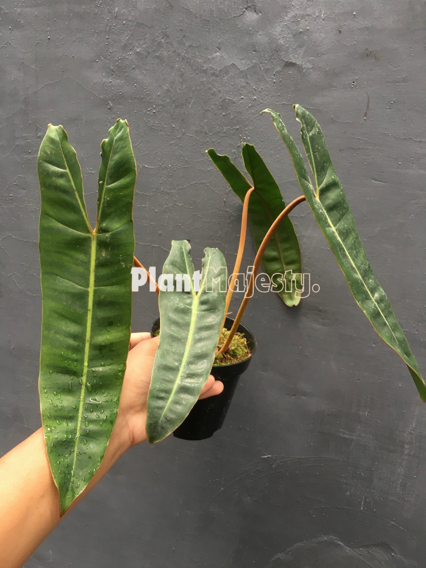 Philodendron Billitiae