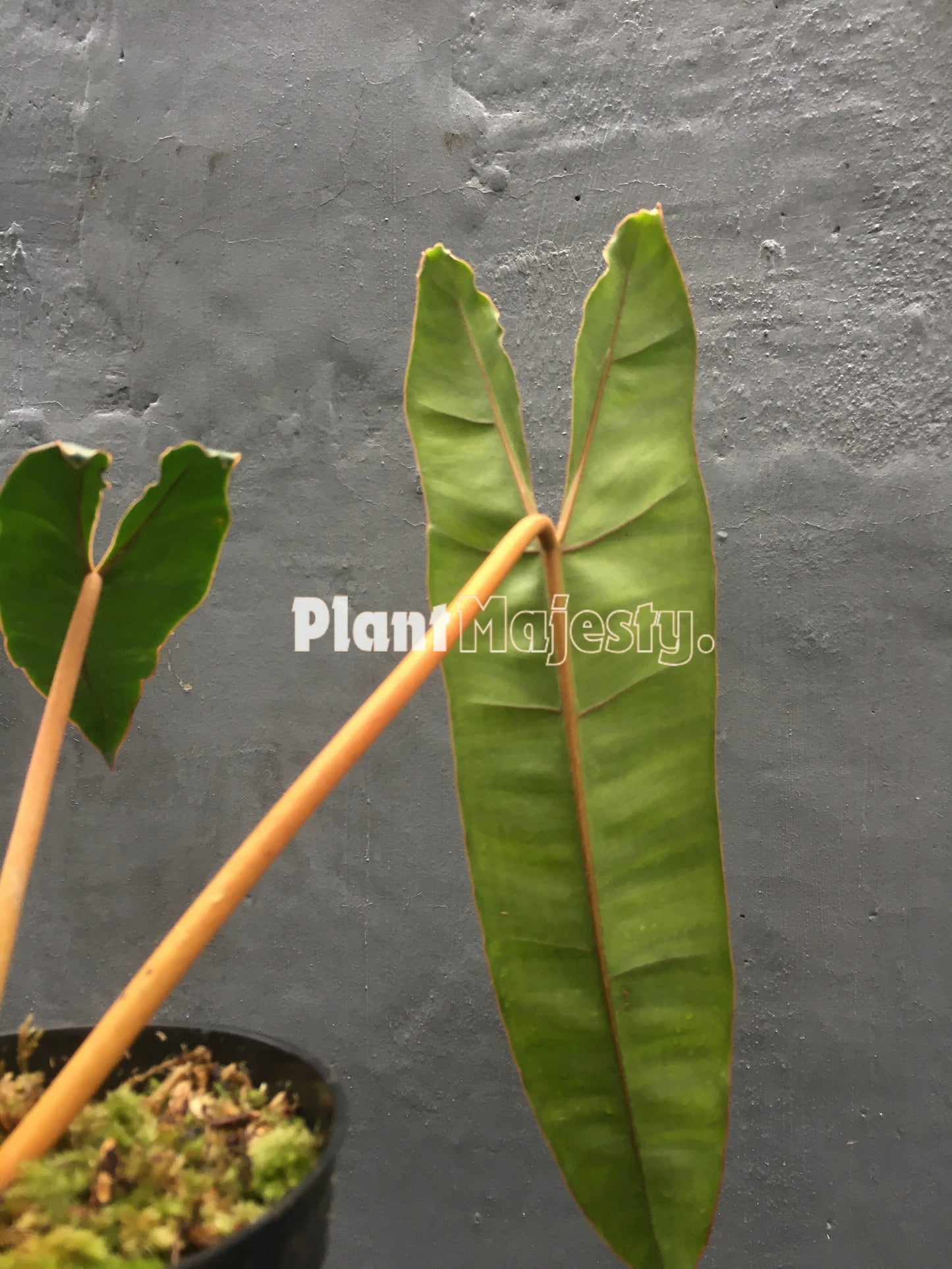 Philodendron Billitiae