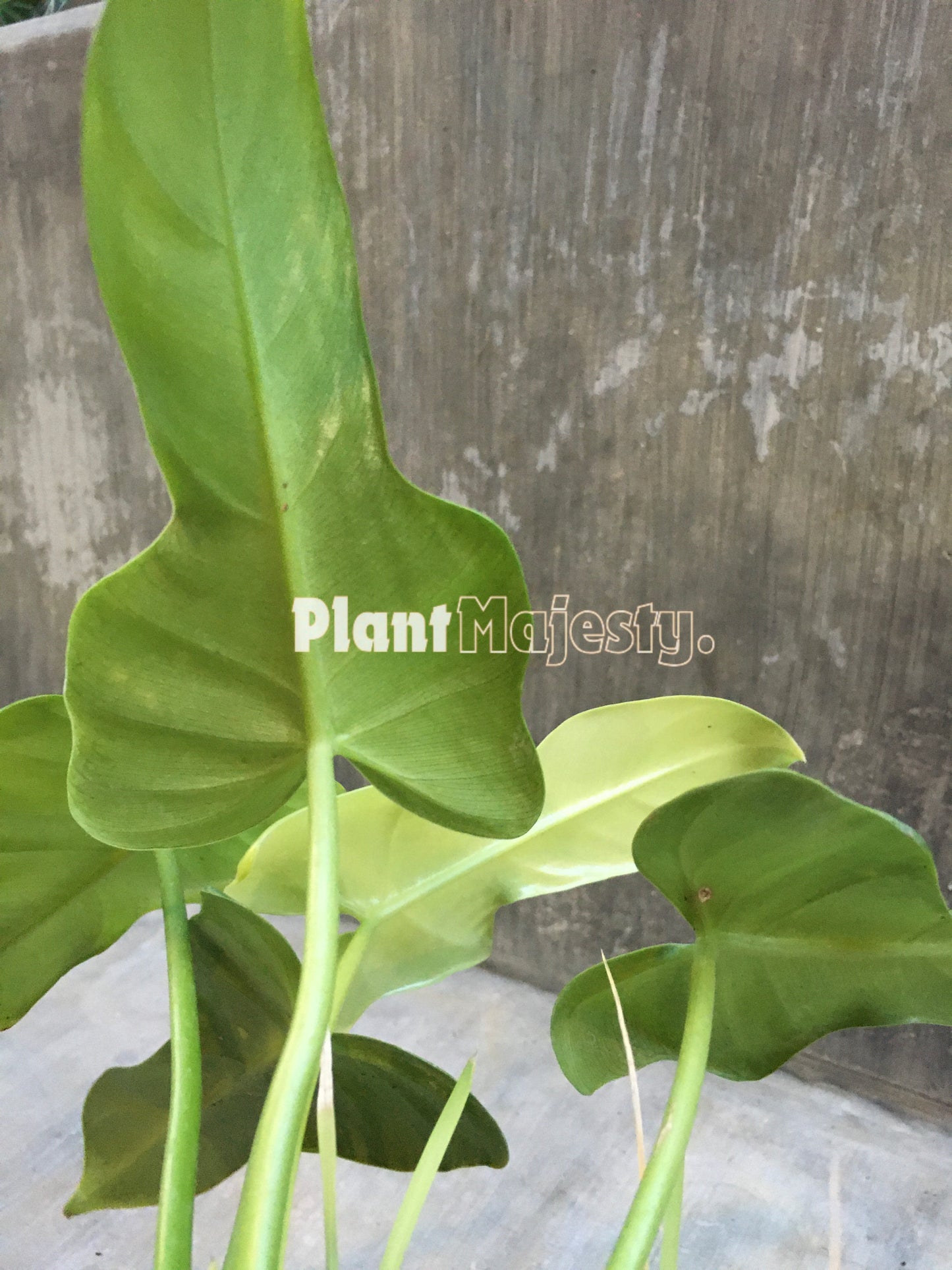 Philodendron Bipennifolium Golden