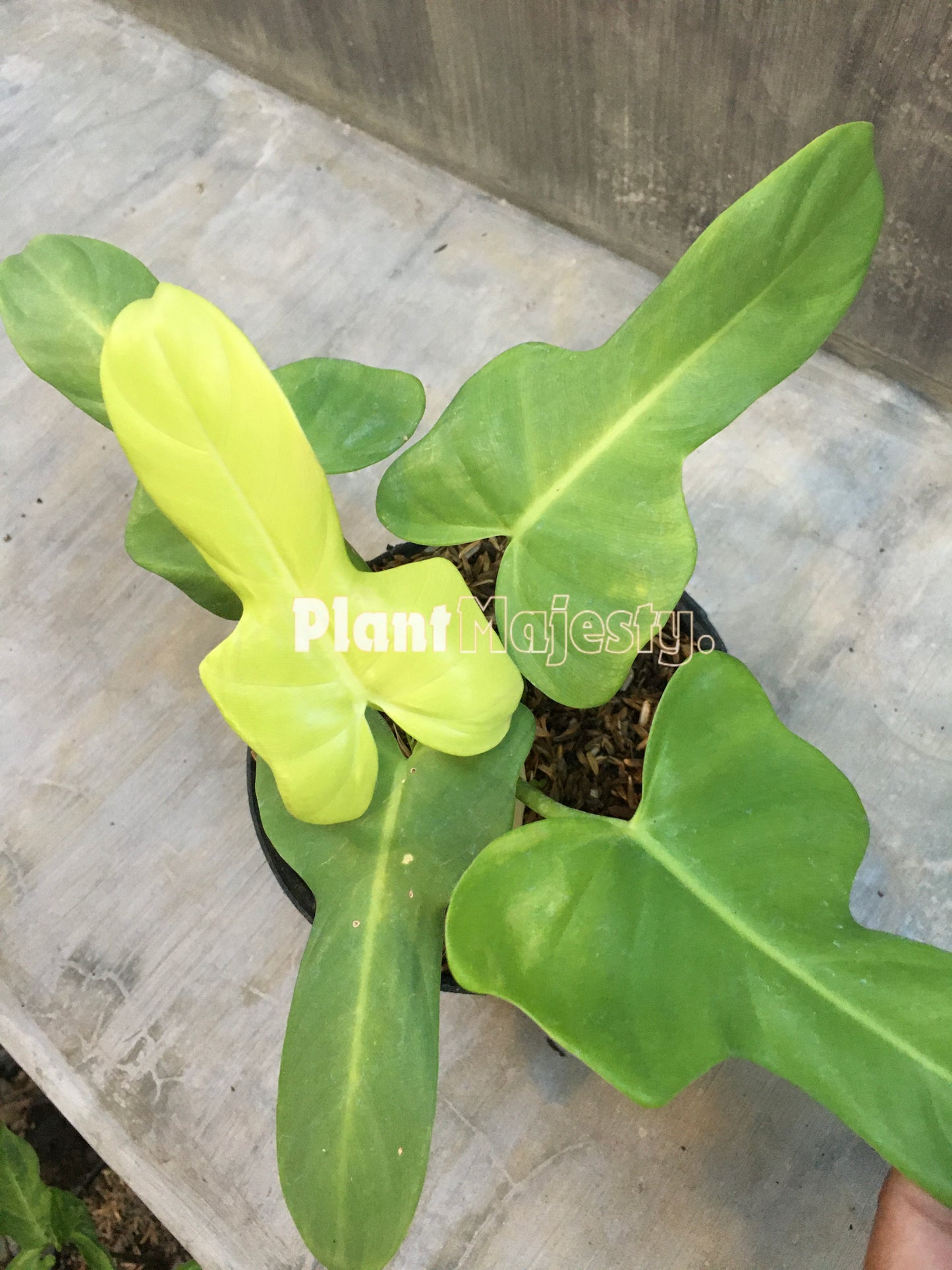 Philodendron Bipennifolium Golden