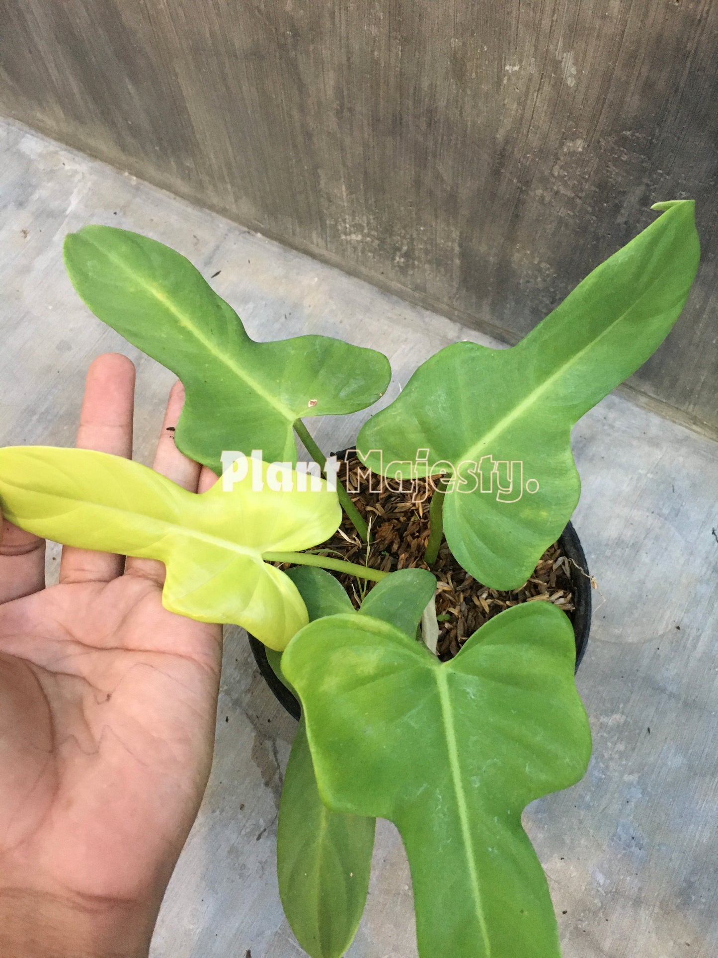 Philodendron Bipennifolium Golden