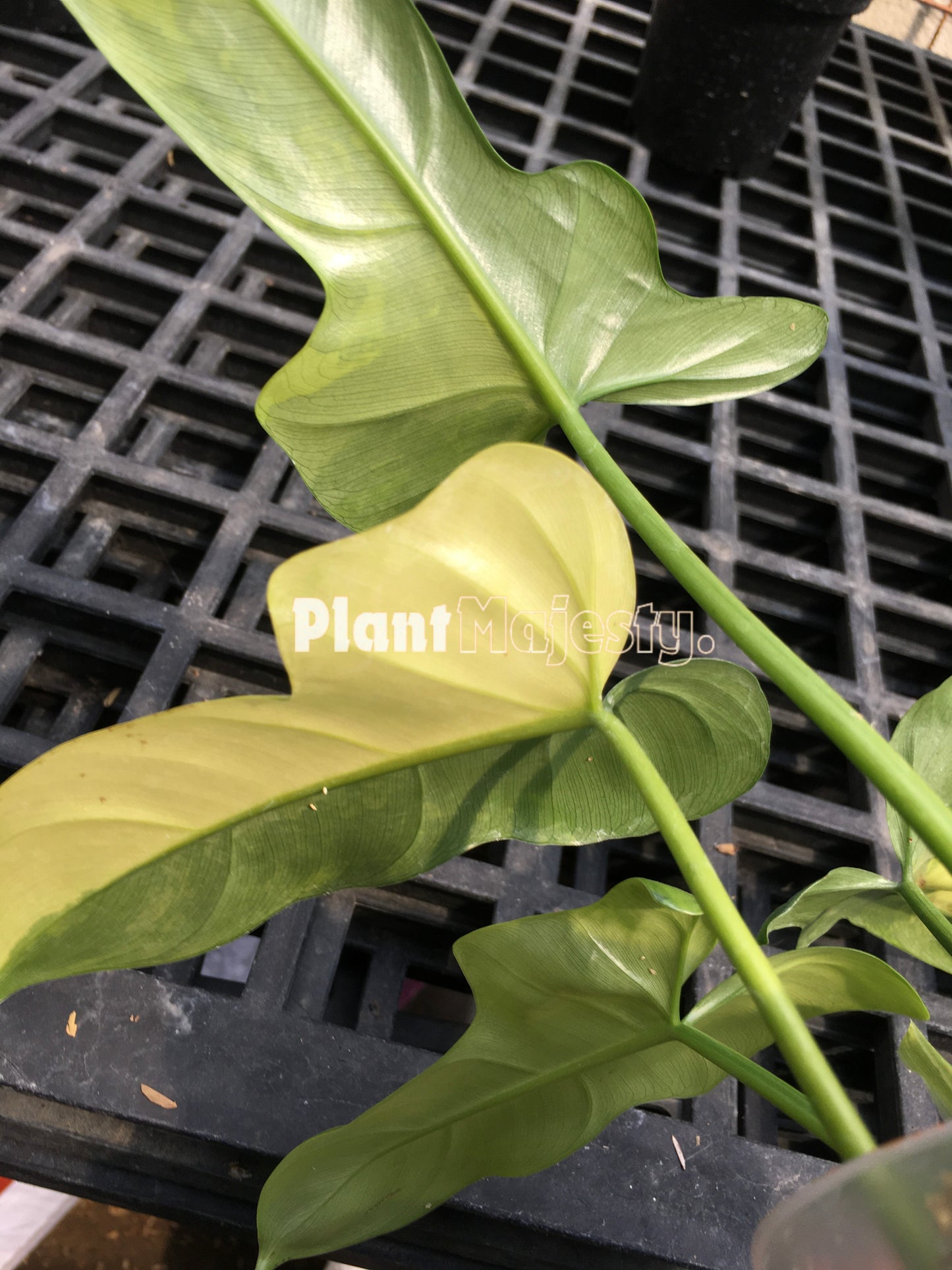 Philodendron Bipennifolium Variegated Large