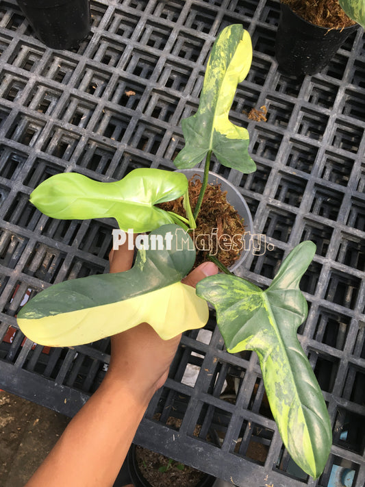 Philodendron Bipennifolium Variegated Large